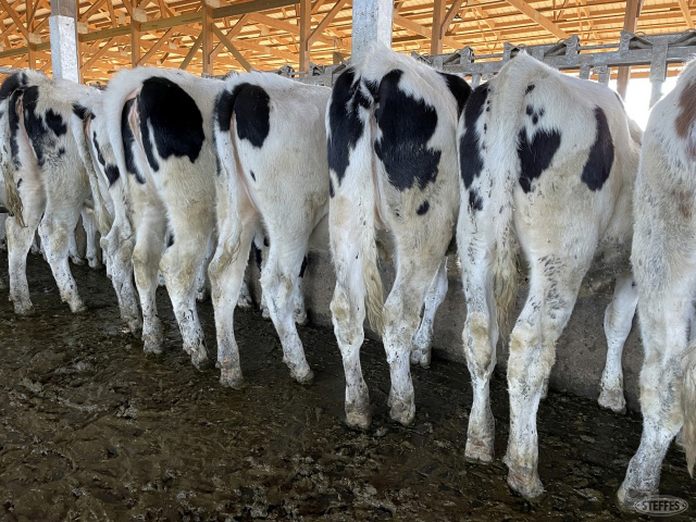(20 Head) Holstein heifers